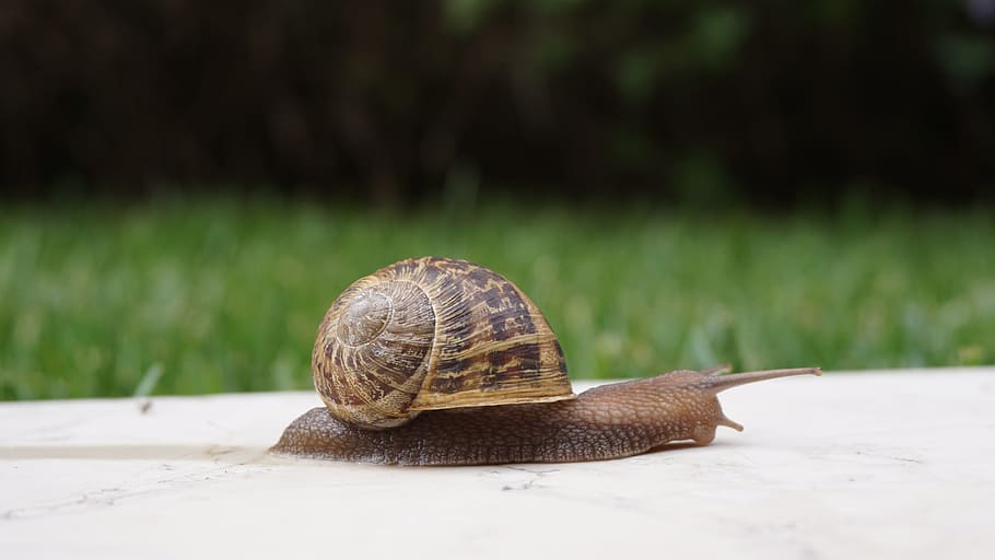 snail, shell, wall, slowly, nature, brown snail, snail shell HD wallpaper