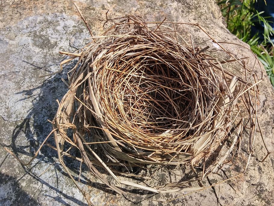 bird nest, hay, nature, plant, day, animal nest, no people HD wallpaper