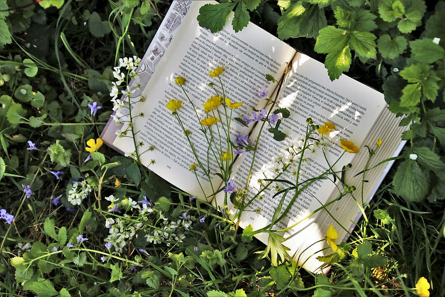opened book page on green plant, reading, nature, leaf, garden