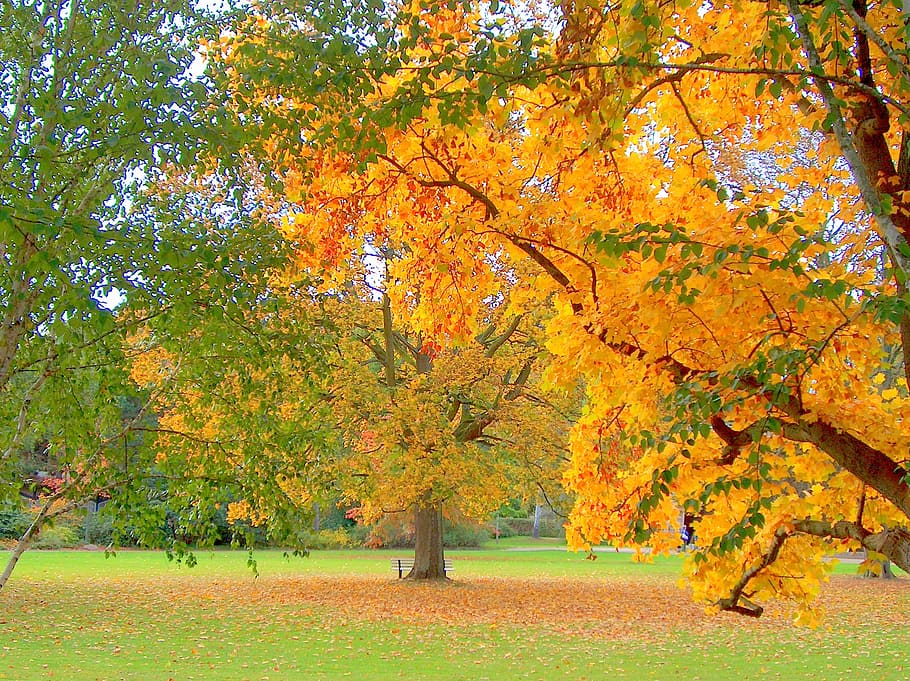 close-up photography of brown and green leafed trees, autumn HD wallpaper