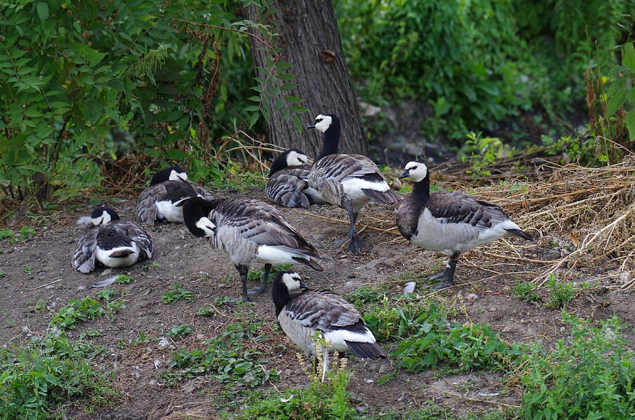 ducks, white, black, birds, group of animals, animals in the wild HD wallpaper