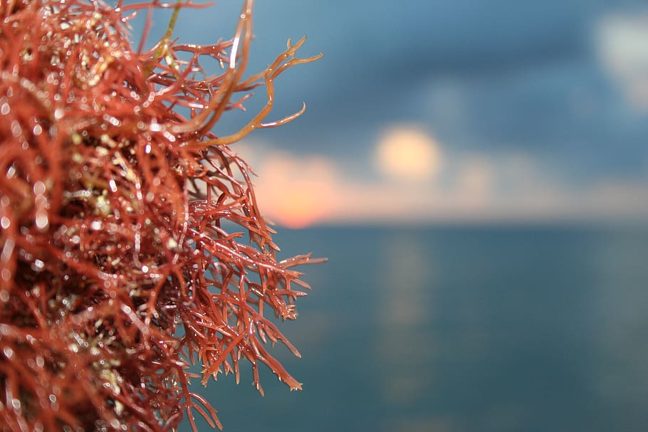 algae, water, sea, caribbean, river algae, close-up, nature HD wallpaper