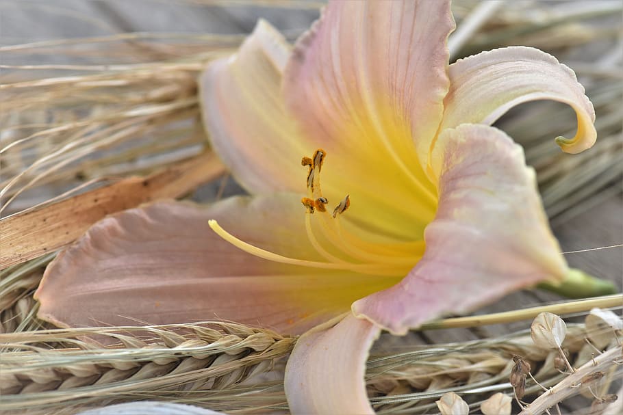 selective focus photography of pink lily flower, Deco, Table HD wallpaper