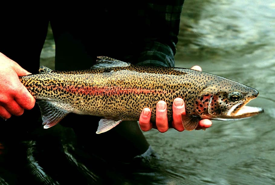 Rainbow Trout Wallpapers  Wallpaper Cave