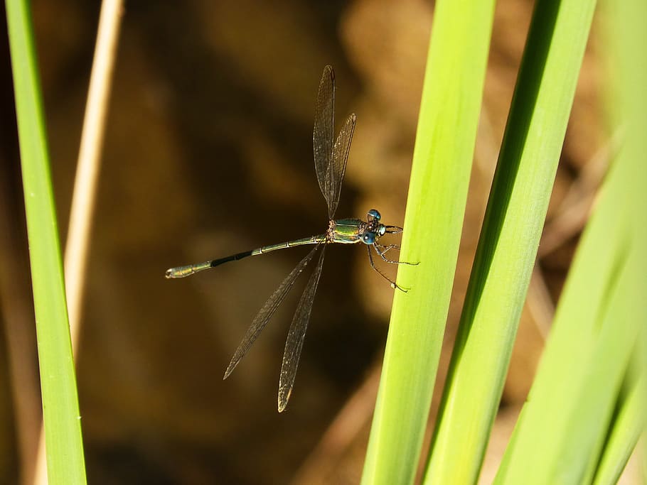 dragonfly, green, leaf, river, green leaves, animal wildlife HD wallpaper