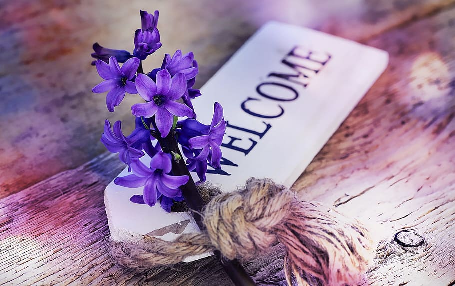 purple flowers with Welcome signage, hyacinth, fragrant flower, HD wallpaper