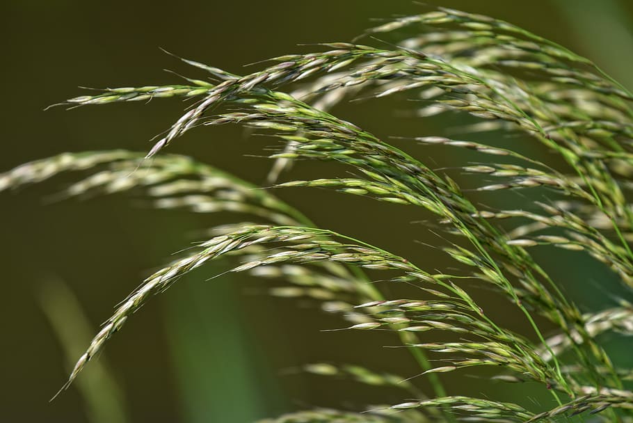 green leaf plants, grass, vegetation, stalk, grain, seed, growth HD wallpaper