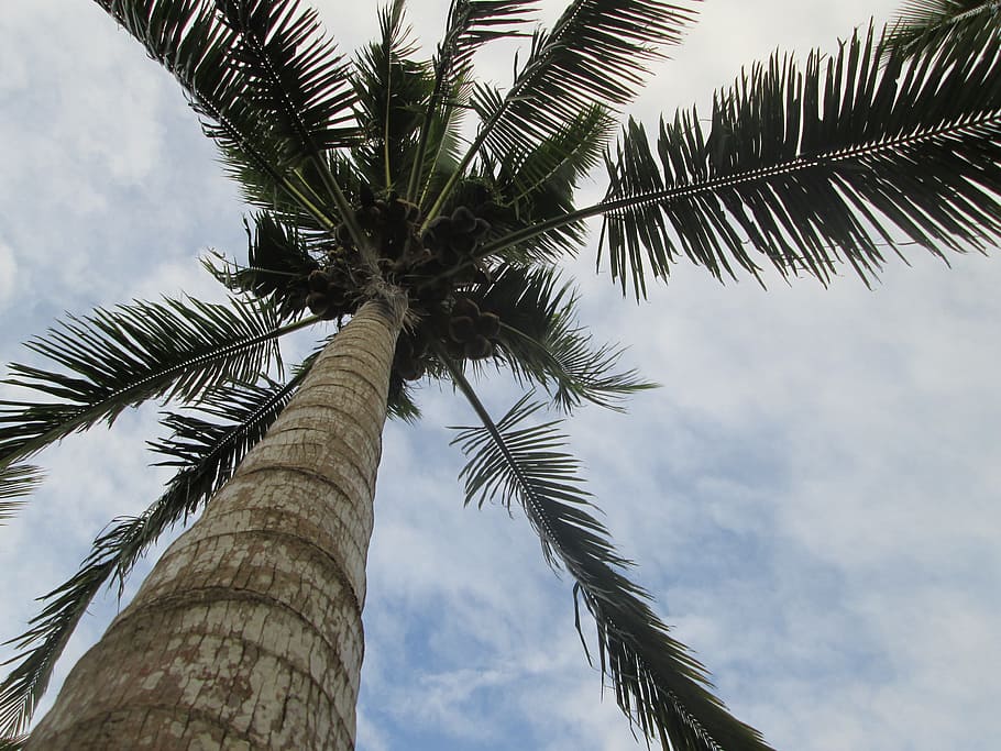 palm tree, coconuts, palm leaves, organic, agriculture, outdoors HD wallpaper