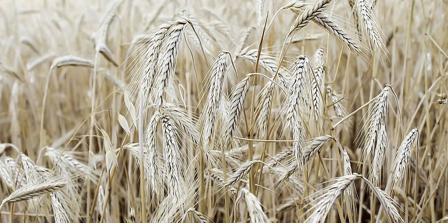 Grain, Rye, Field, Harvest, Seed, cereal plant, agriculture HD wallpaper