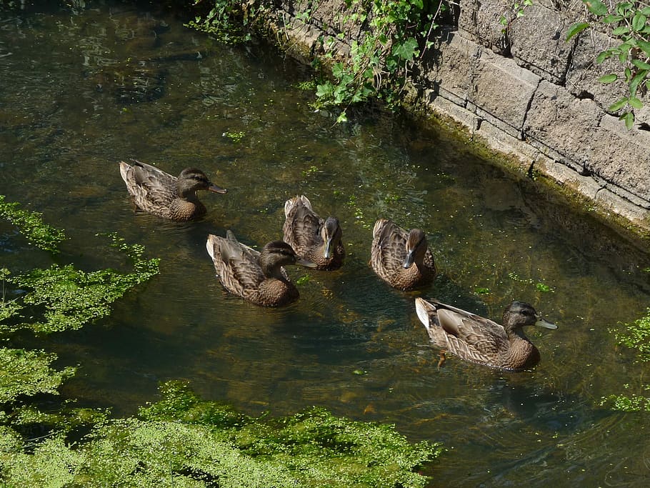 Ducks, River, Animals, animal wildlife, animals in the wild HD wallpaper