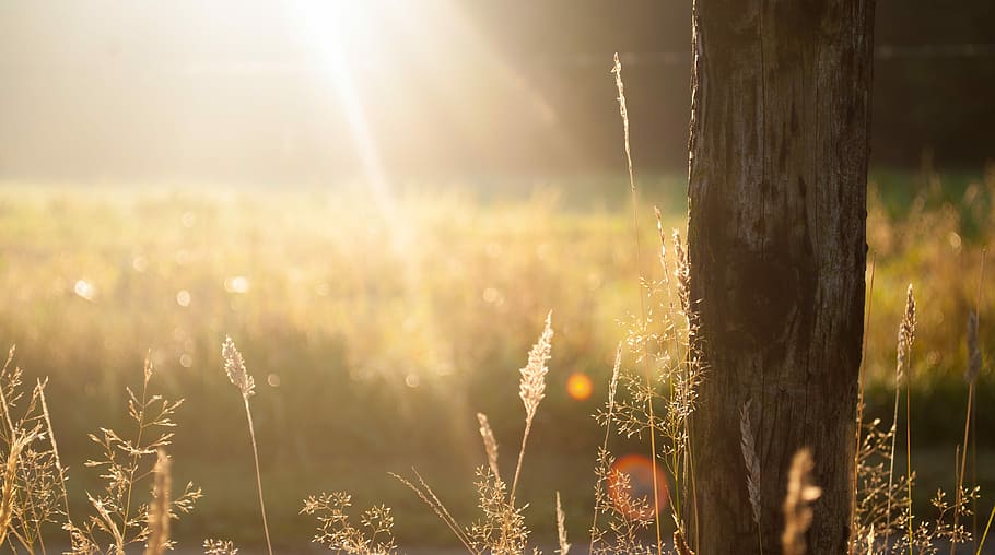 brown tree bark during sunrise, selective focus photo of flower buds beside tree during sunset HD wallpaper