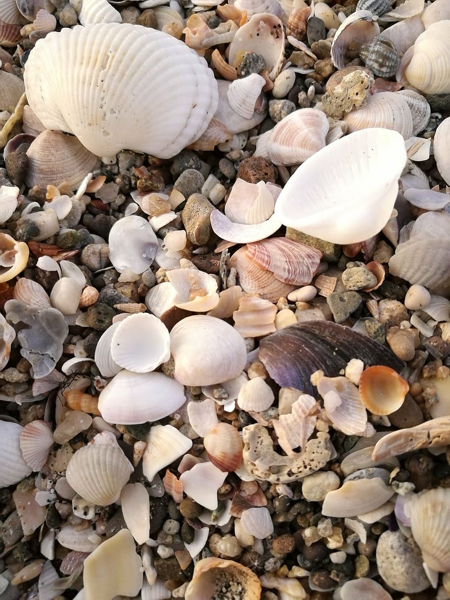 mussels, beach, sea, shells, no people, close-up, animal wildlife HD wallpaper