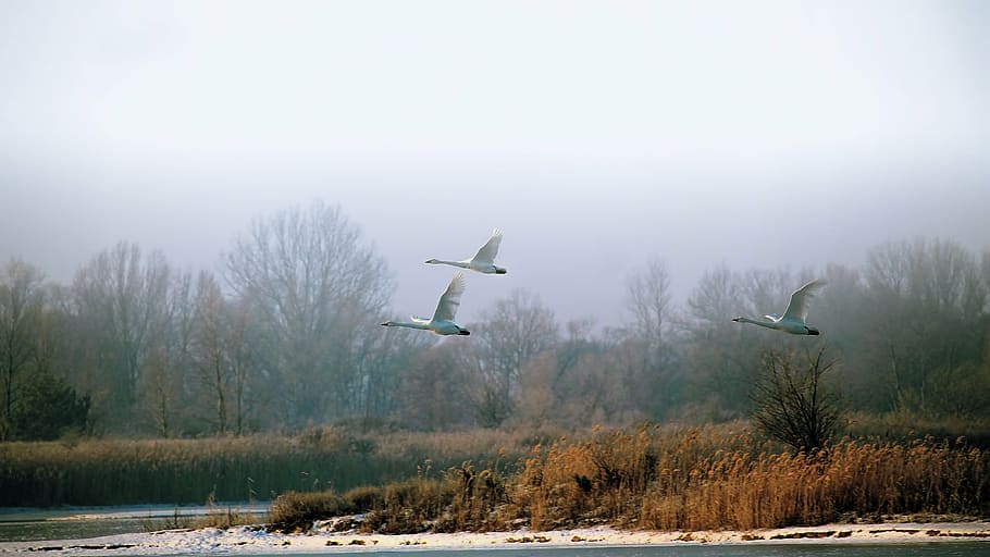 three white birds flying, landscape, winter, swans, foggy, wintry HD wallpaper
