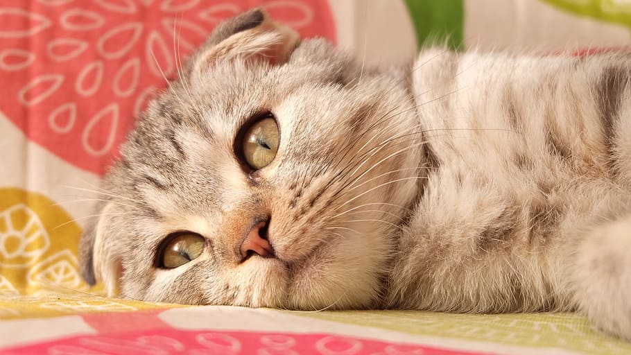 cat, folds, british short, surface, kitty, pets, domestic, domestic cat HD wallpaper