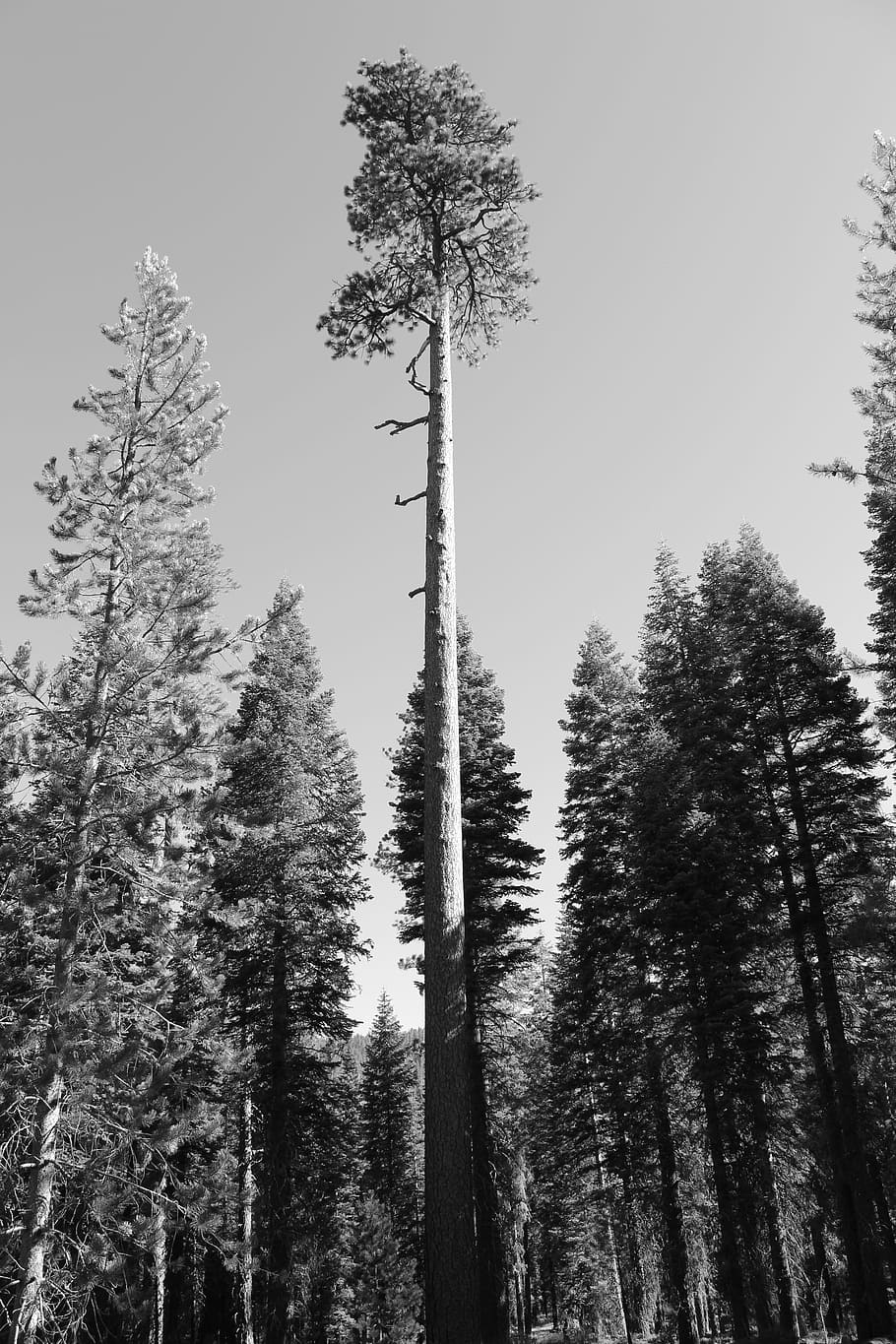 grayscale photo of trees during daytime, grayscale Red Wood National Park HD wallpaper