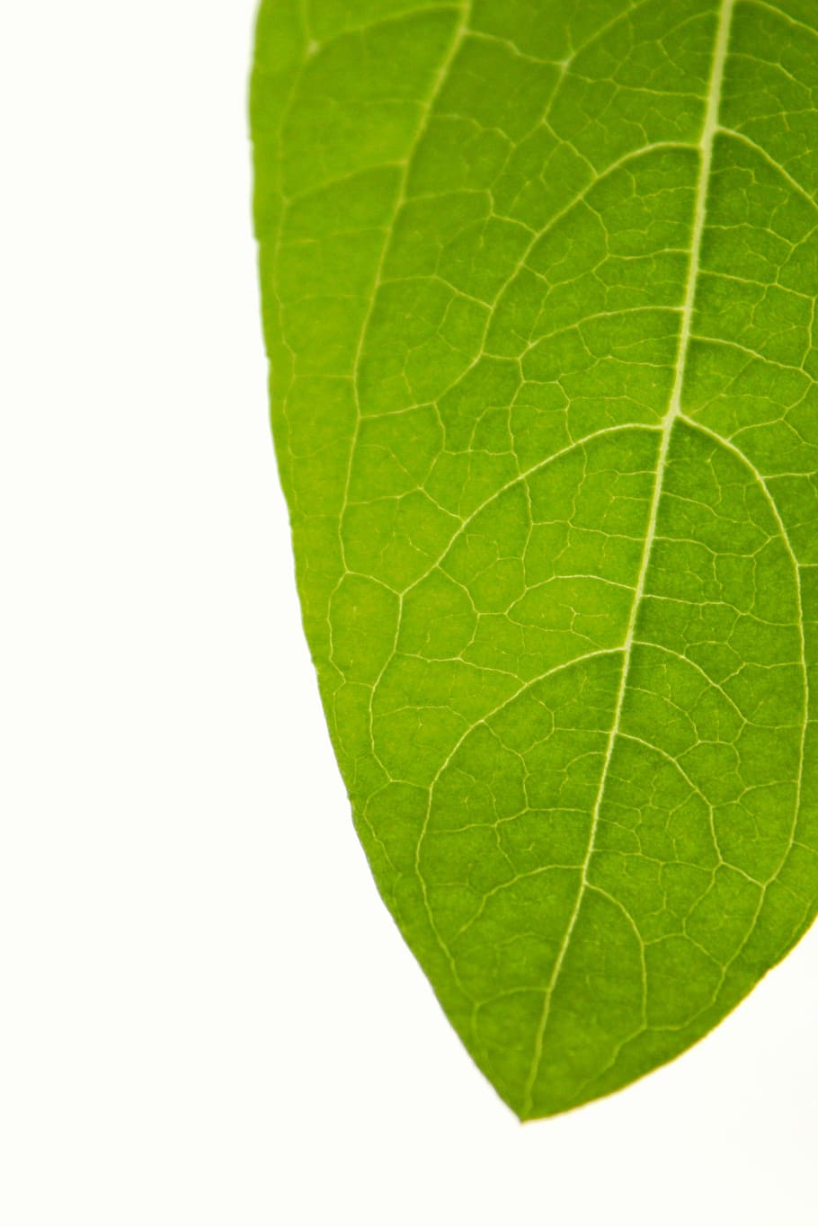 green leaf, nature, plant, tree, flora, life, wood, flower HD wallpaper