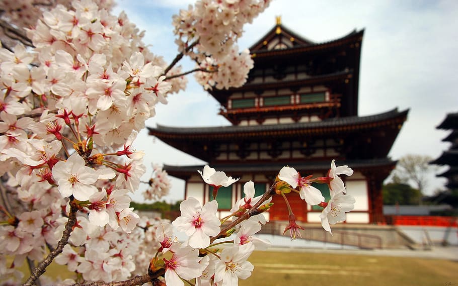 shallow focus photography of white flowers, sakura, japan, flowering plant HD wallpaper