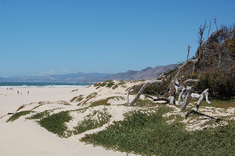 beach, coast, dunes, sand, blue sky, driftwood, scenics - nature HD wallpaper