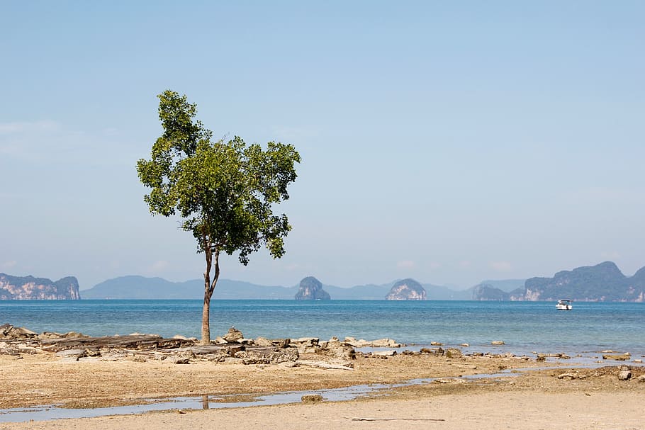 beach, tree, sea, ocean, resort, nature, water, bank, sea level HD wallpaper