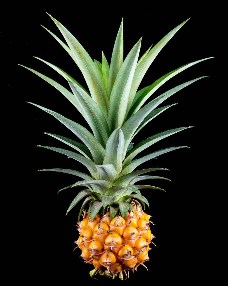 pineapple fruit, small pineapple, tropical, delicious, studio shot HD wallpaper
