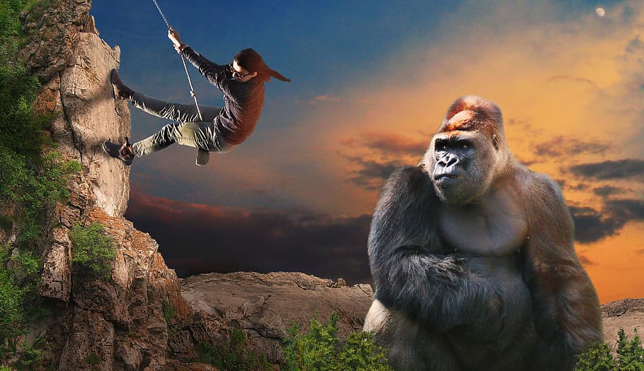 gorilla, monkey, climb, help, risk, powerful, ape, view, rock, HD wallpaper