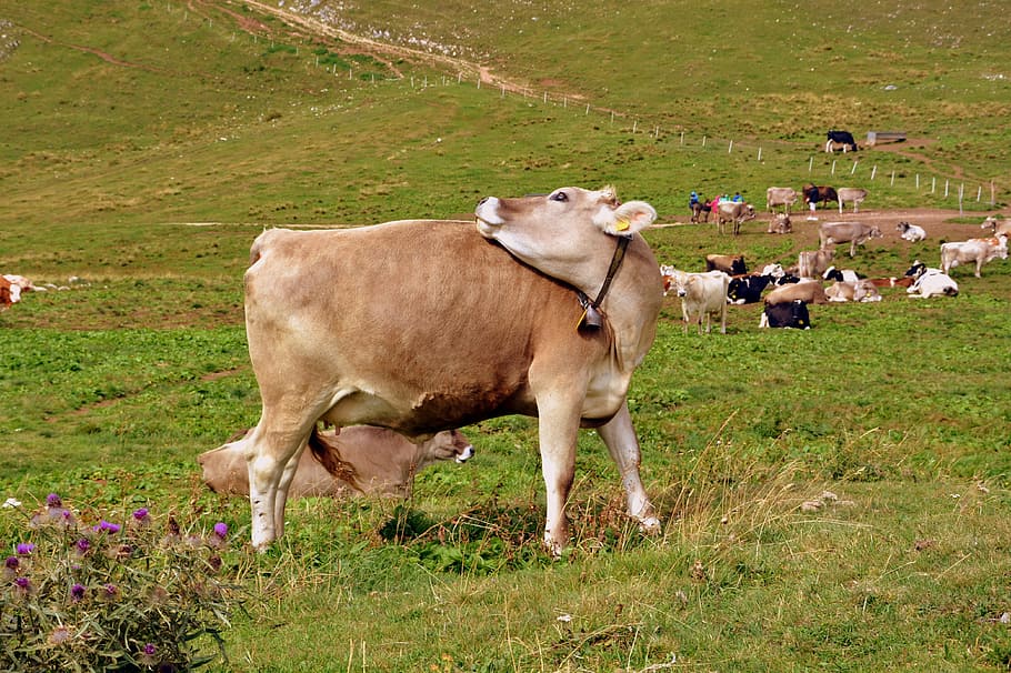 cow, prato, mountain, pasture, animals, cows, livestock, domestic HD wallpaper