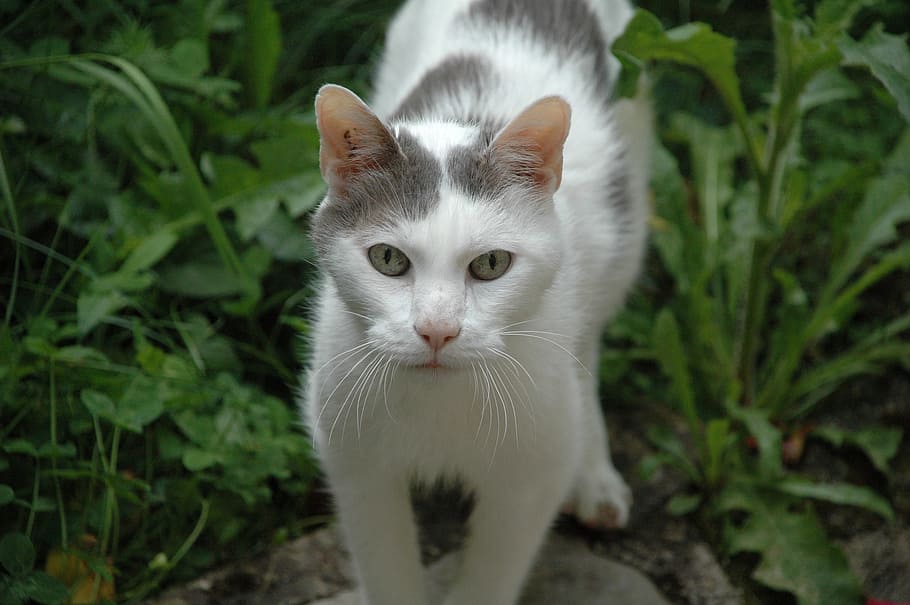 cat, animal, look, white, mammal, animal themes, domestic cat HD wallpaper