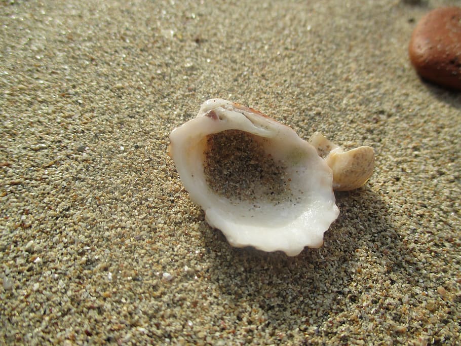 Shell, Sea, Sand, Seashell, summer, marine, shore, beach, hermit crab HD wallpaper