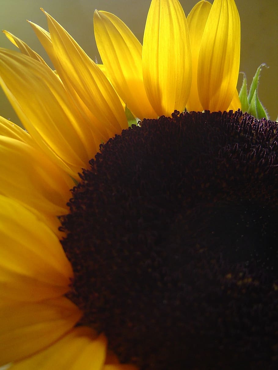sunflower, petals, backlight, yellow, nature, plant, flowers HD wallpaper