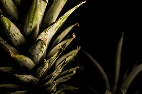 pineapple fruit, green pineapple crown, leaf, food, freshness HD wallpaper