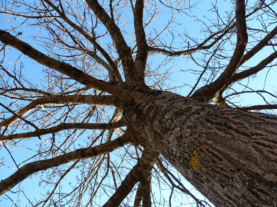 tree, branch, trunk, light and shade, low angle view, sky, plant HD wallpaper