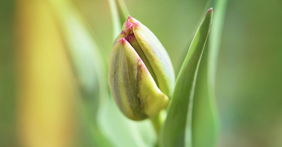 flower, tulip, closed, spring flower, schnittblume, garden HD wallpaper