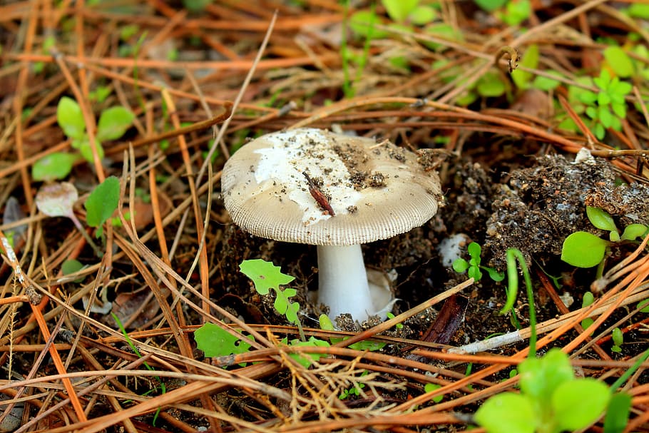 Mushroom, Mountain, Nature, Forest, fungus, autumn, food, close-up HD wallpaper
