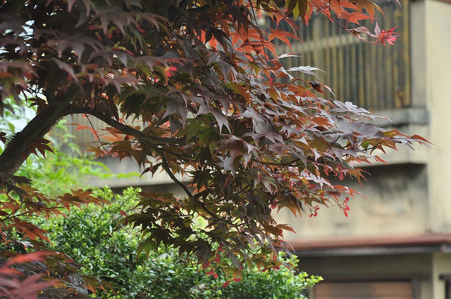 leaves, maple, red, nostalgic, plant, growth, tree, focus on foreground HD wallpaper