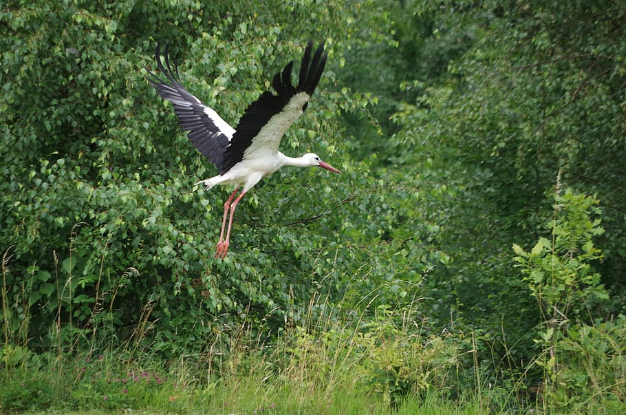 white stork, meadow, spring, nature, field, village, bird, animal wildlife HD wallpaper