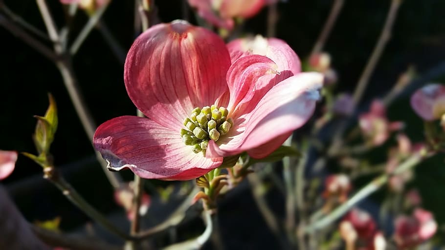 blossom, bloom, tree, red, spring, plant, flowering plant, freshness HD wallpaper