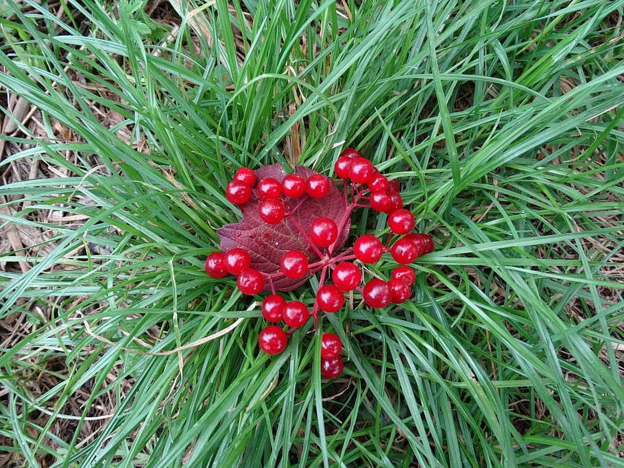 grass, berries, red, green, nature, color, contrast, shiny HD wallpaper
