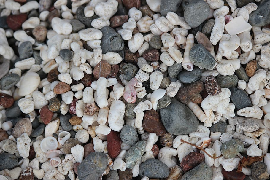 shells, ocean, sea shell, design, beach background, seashore HD wallpaper