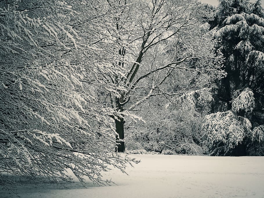 Winter, Snow, Wintry, White, Tree, Cold, nature, landscape HD wallpaper