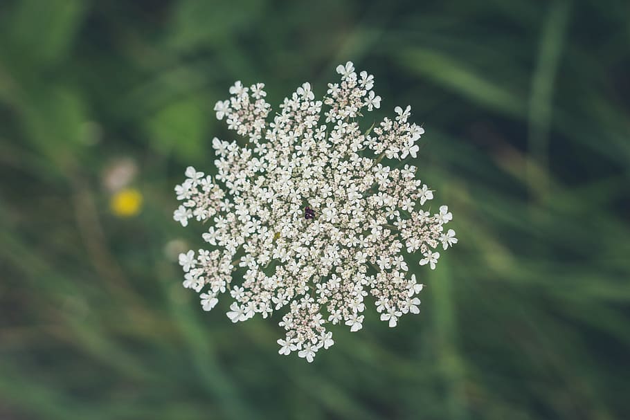 shallow focus of white flower, selective focus photo of white Queen Anne's lace flower in bloom HD wallpaper