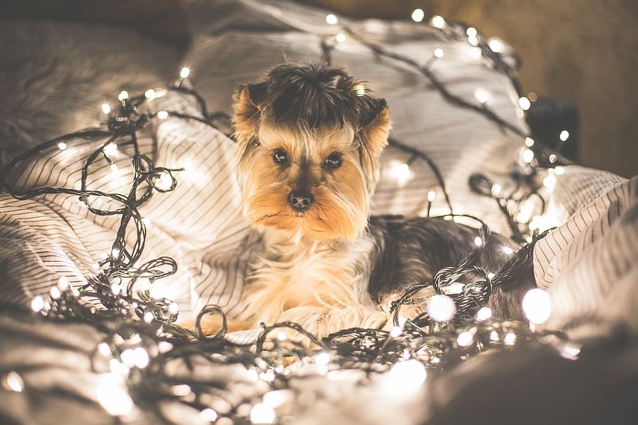 Cute Jessie The Dog in Christmas Lights, animals, christmas time, HD wallpaper