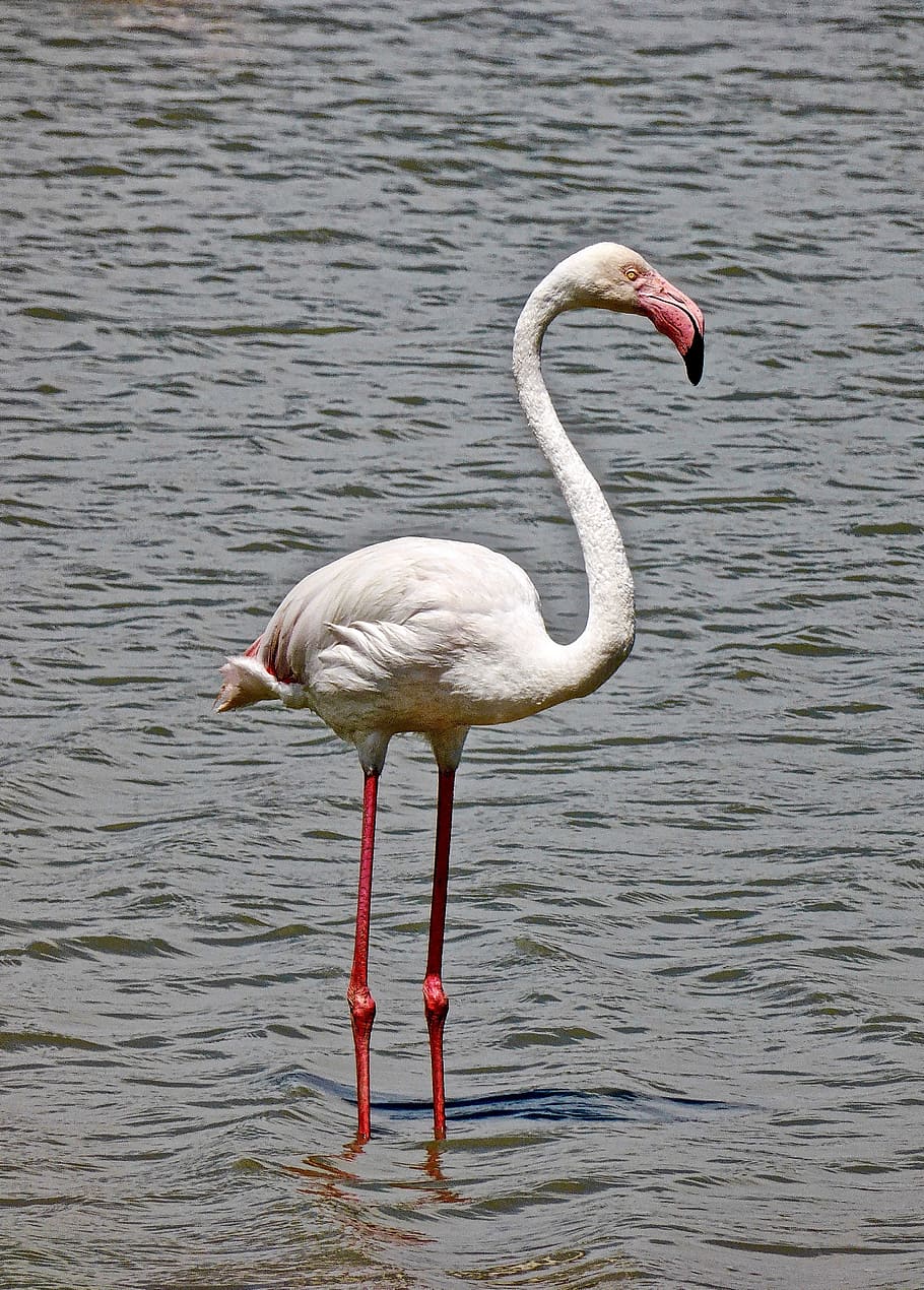 flamingo, bird, pink, wild, wildlife, exotic, nature, animal HD wallpaper