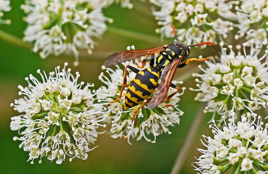 Wasp, Wild Flowers, Threads, Stamp, stamens, leek-like, close HD wallpaper