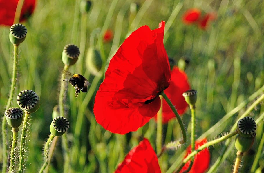 bumble bee flying near red poppy flowers, hummel, close, klatschmohn HD wallpaper