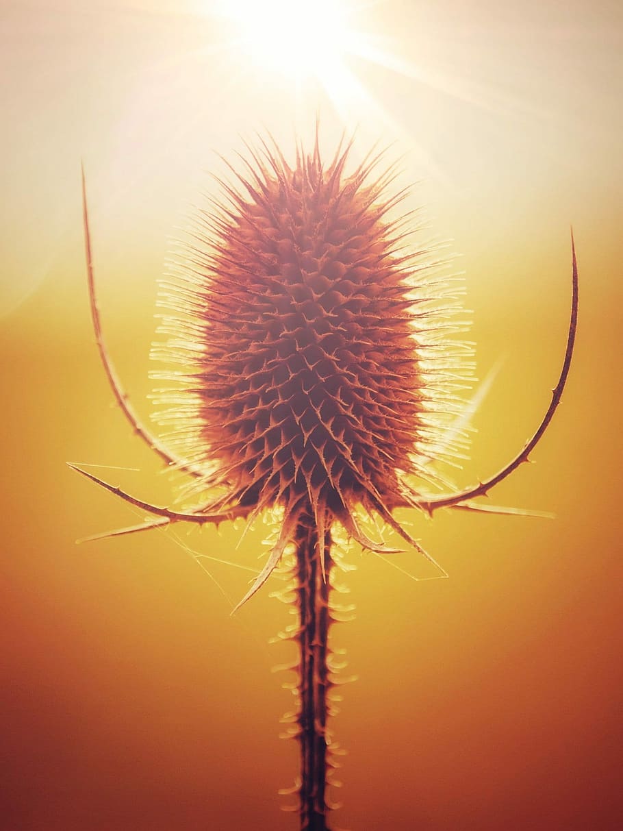 ray of light hitting flower, fragility, beauty in nature, vulnerability HD wallpaper