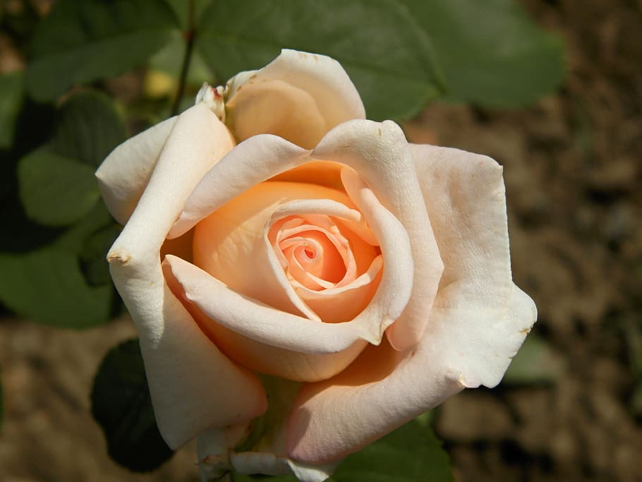 flower, rose, garden, plant, flowering plant, beauty in nature HD wallpaper