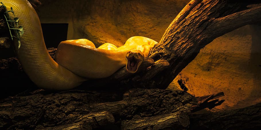 snake, aggressive, reptile, tree, lizard, exotic, animal themes HD wallpaper