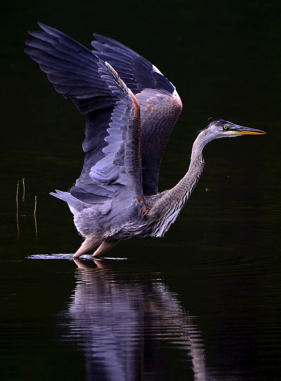gray heron digital wallpaper, wings, reflections, water, nature HD wallpaper