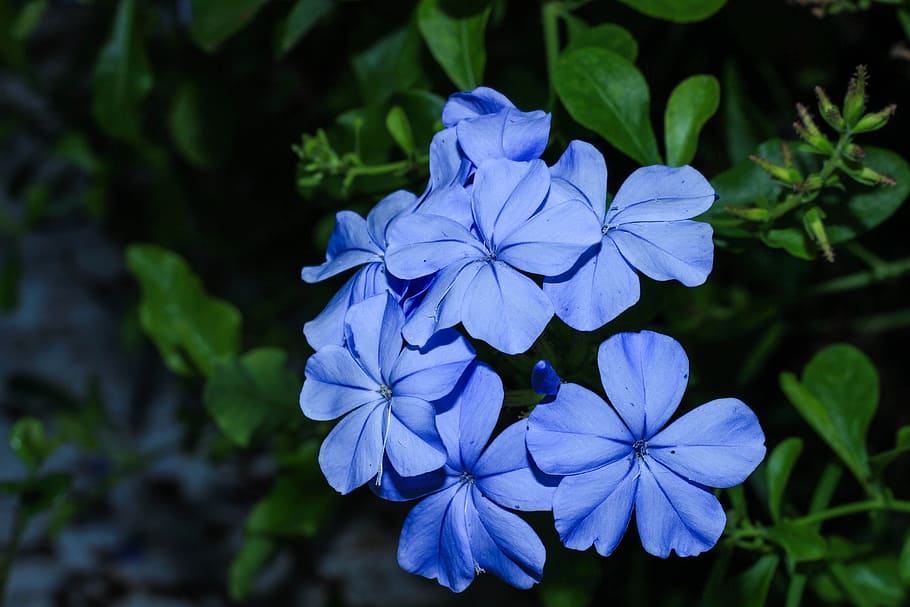 blue flower, nature, garden, the dusky fog, plumbago guava, HD wallpaper