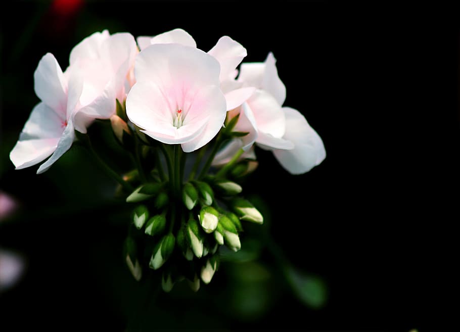 White Petal Flower Selective Focus Photography, beautiful, bloom HD wallpaper
